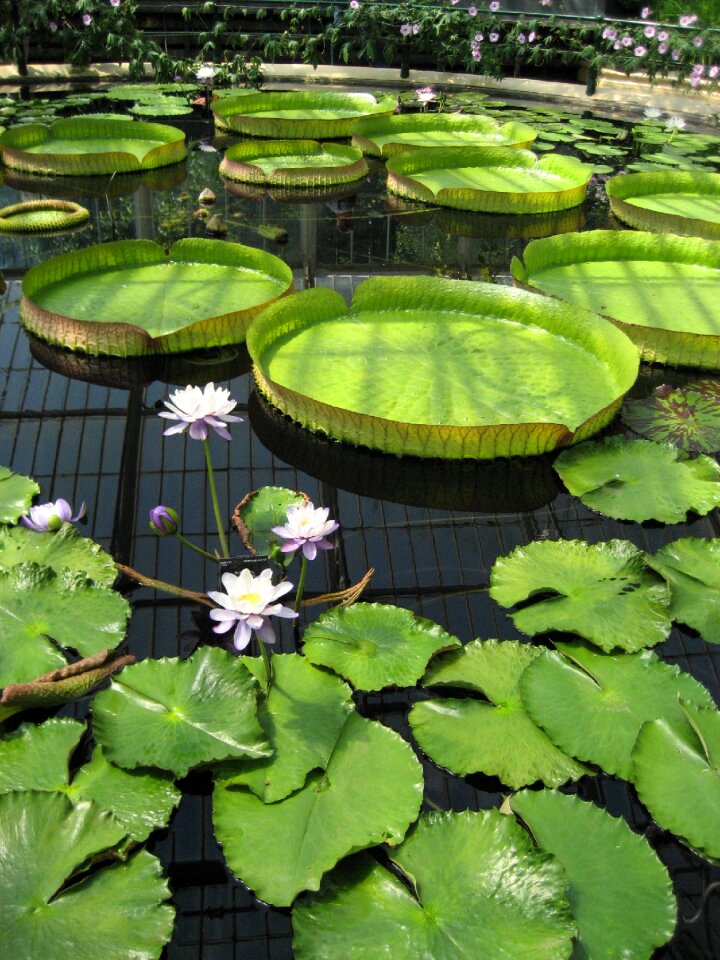 Botanic botanical flower photo