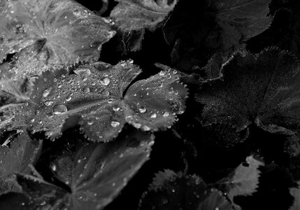 Nature foliage drops