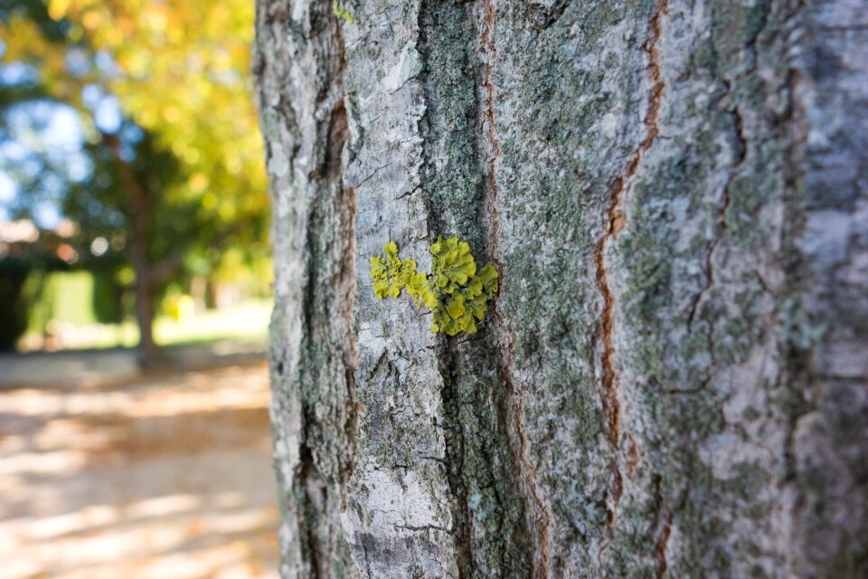 Forest autumn tree bark