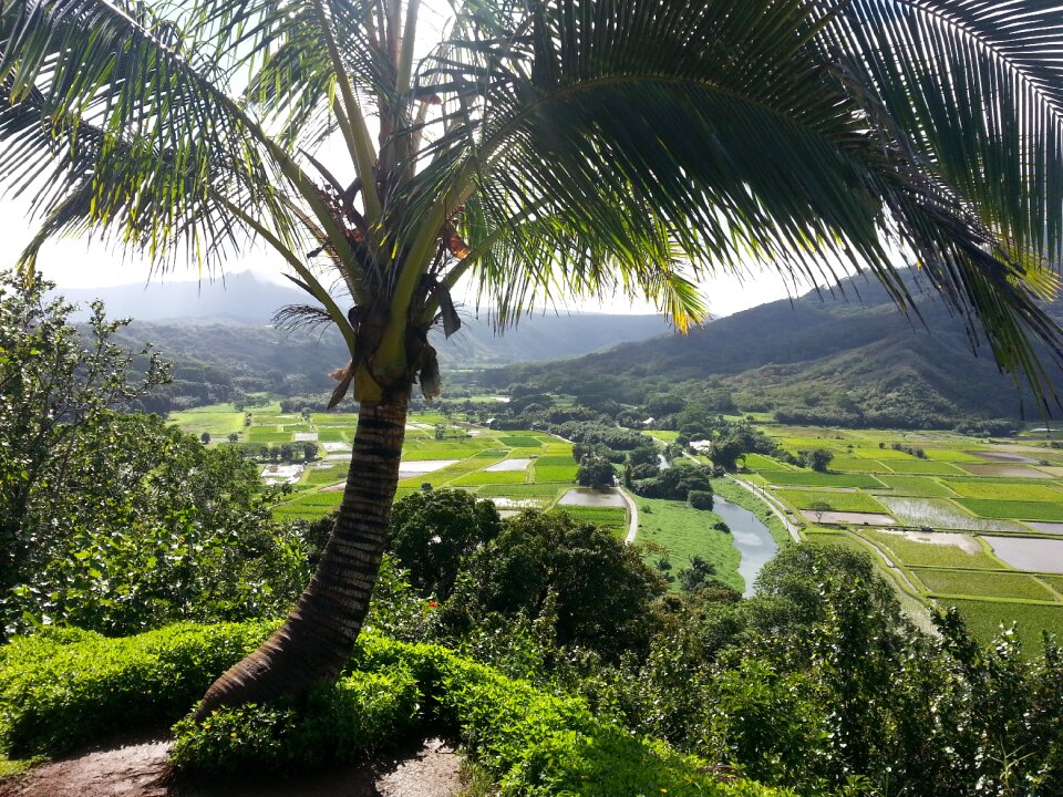 Palm tree hanalei island