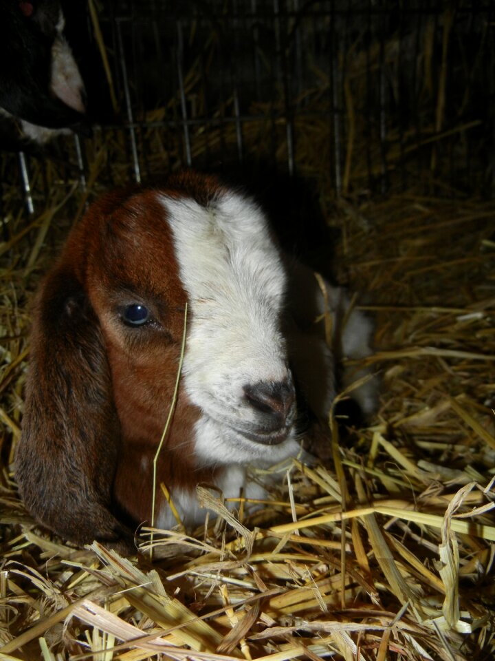 Kůzlátko kid mammal