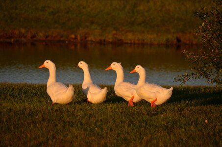 Fowl wildlife nature