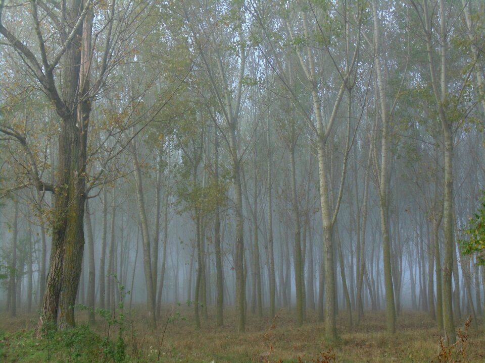 In the morning fog late autumn