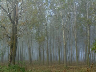 In the morning fog late autumn photo