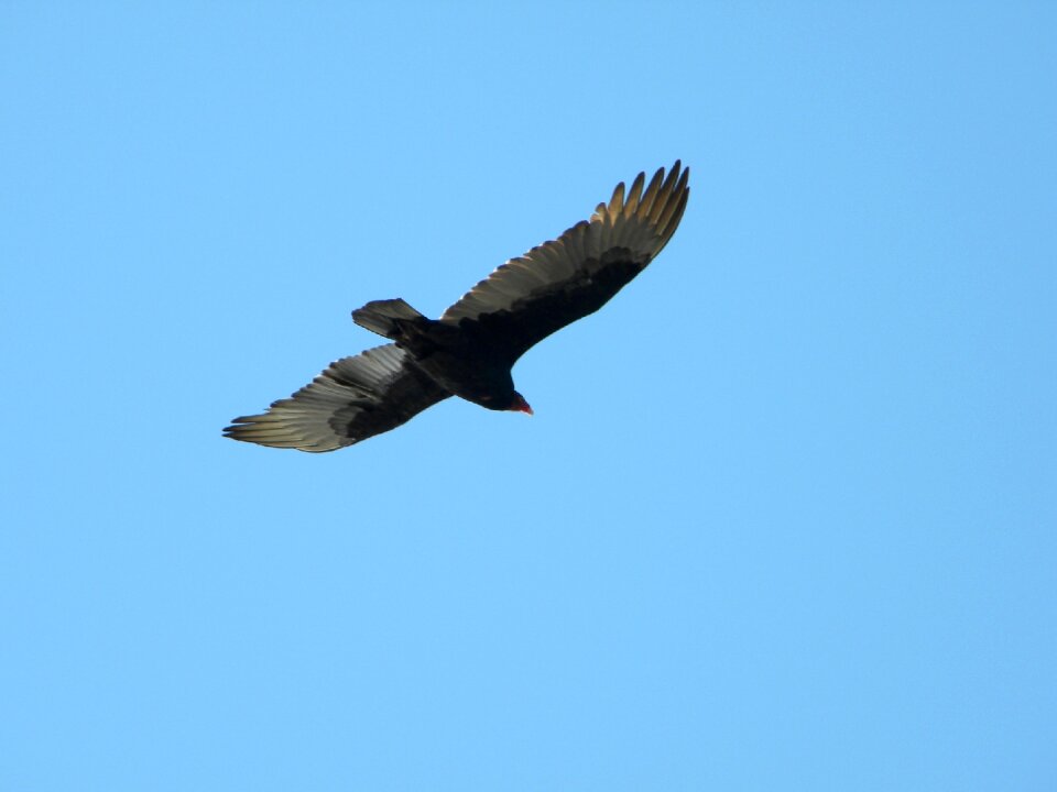 Flying nature wildlife