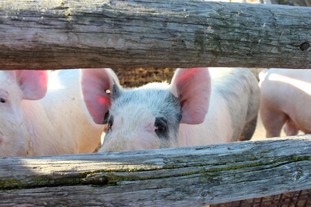 Farm animal meat