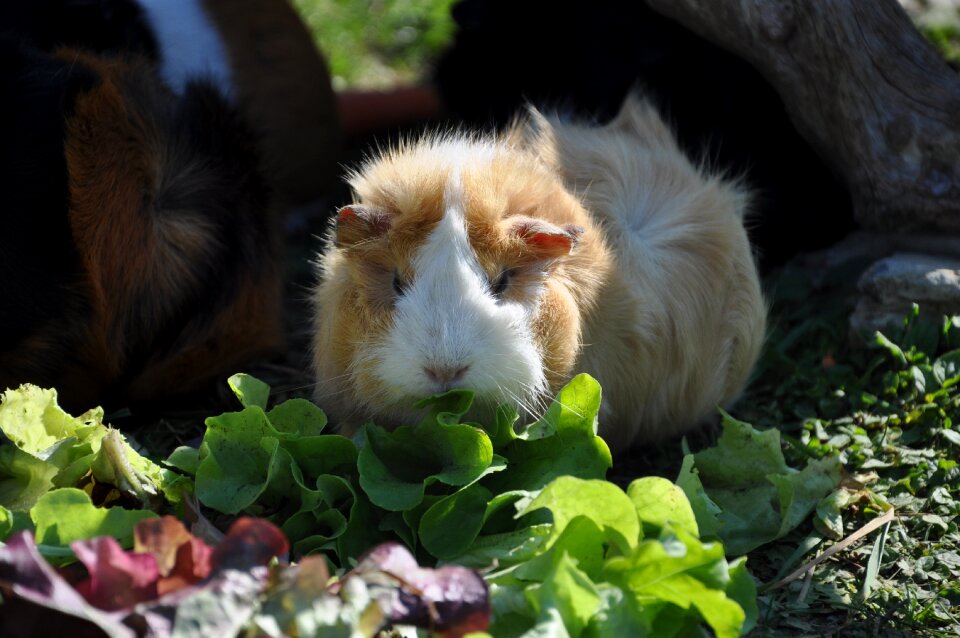 Rosette rodent animals
