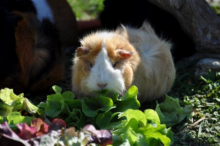 Rosette rodent animals