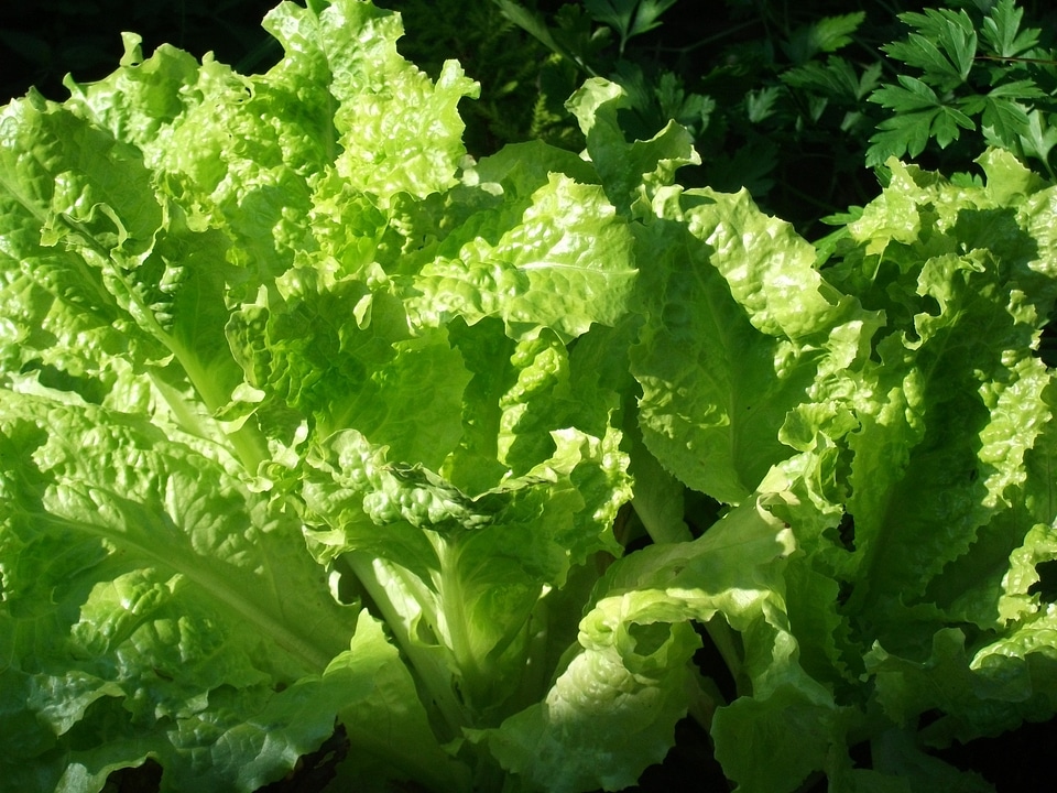 Nutritious juicy lettuce