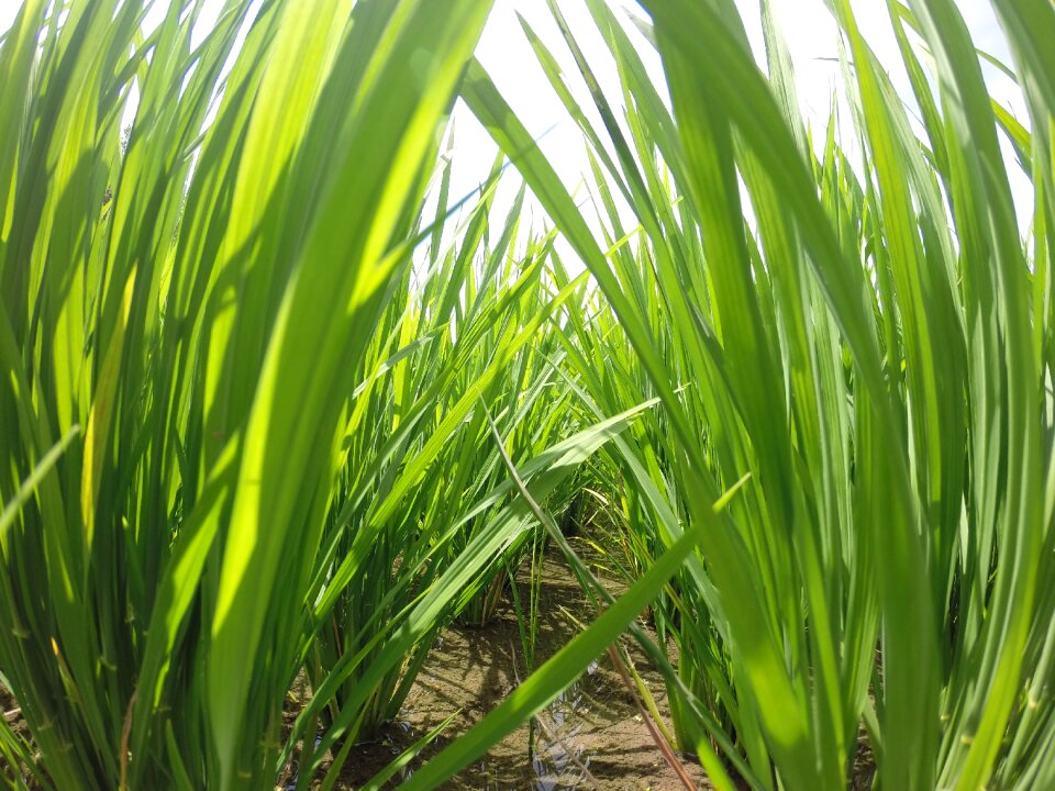 Nature meadow plant