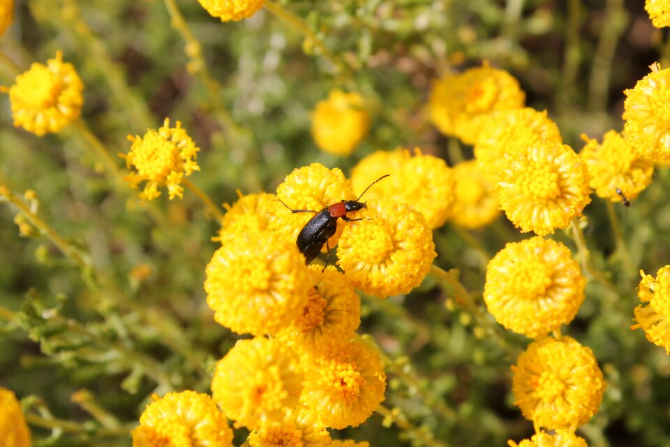 Nature vegetation pollination