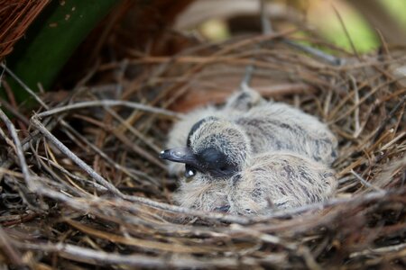 Nest animal photo