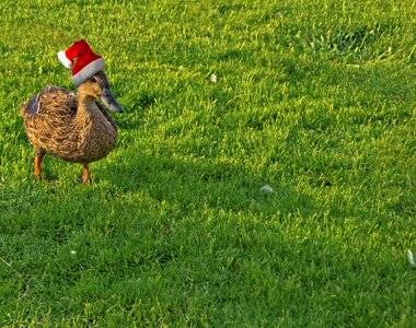 Funny xmas seasonal