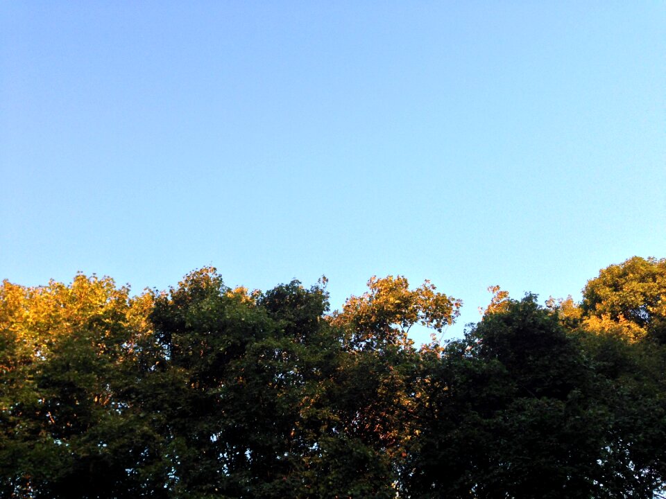 Day nature sunlight