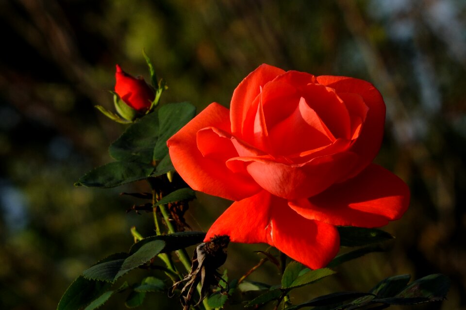 Red flower rose bloom