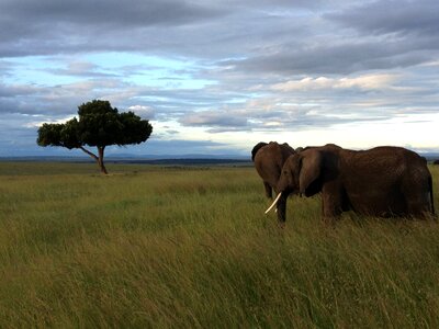 Elephants tree kenya