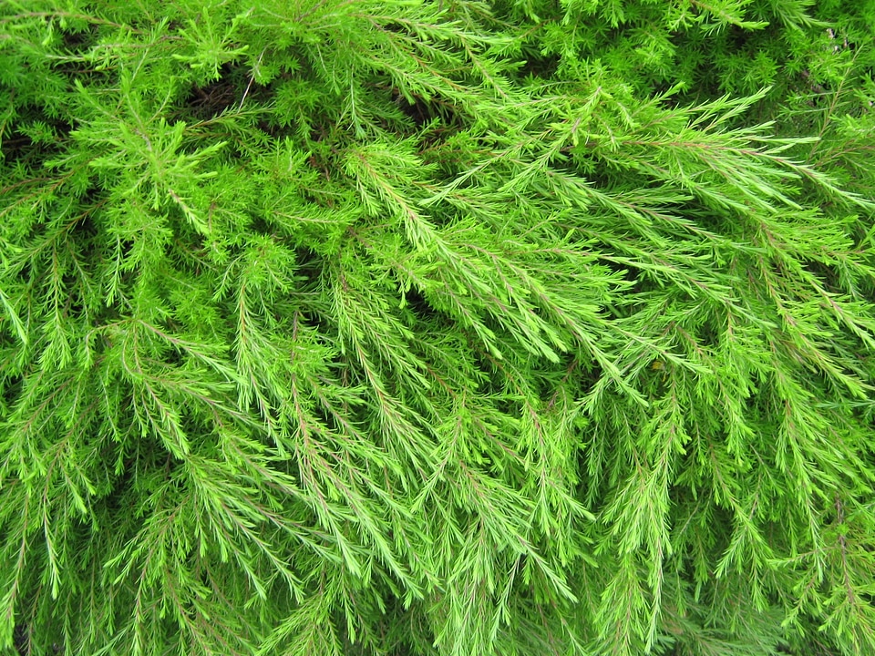 Garden bush branch