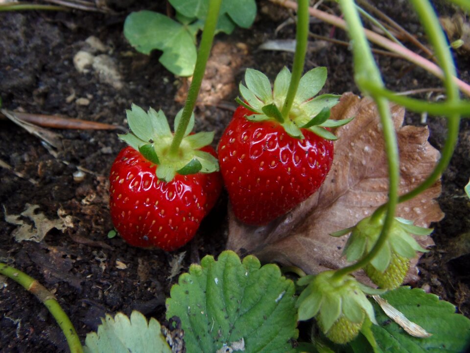 Food sweet field
