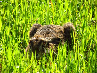 Animal green grass straws