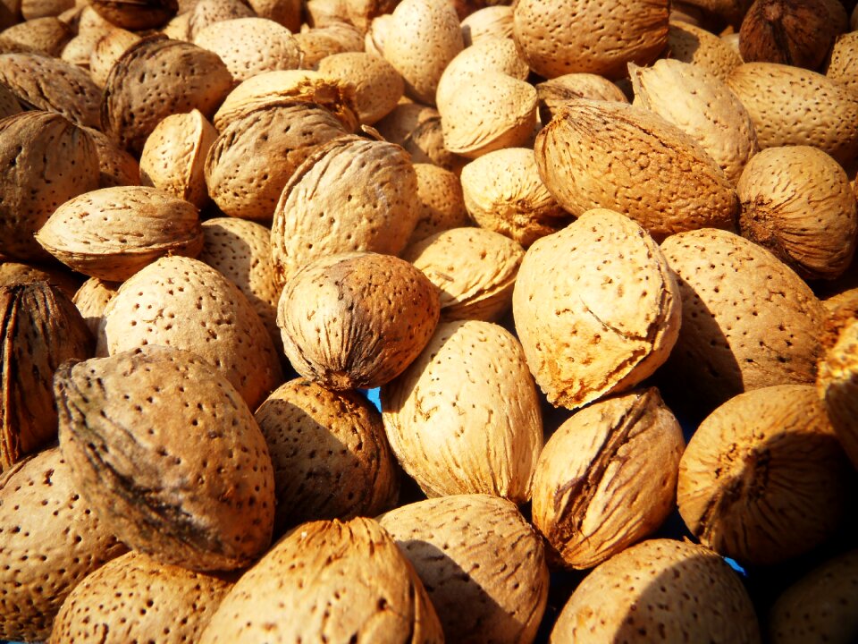 Tree almond tree nature