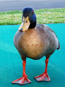 Animal waterbird quack photo