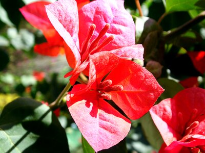 Garden nature flower of the field