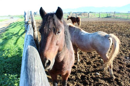 Domestic farm animals horse head photo