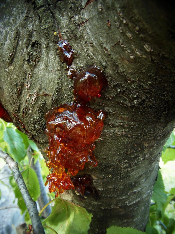 Nature field trunk