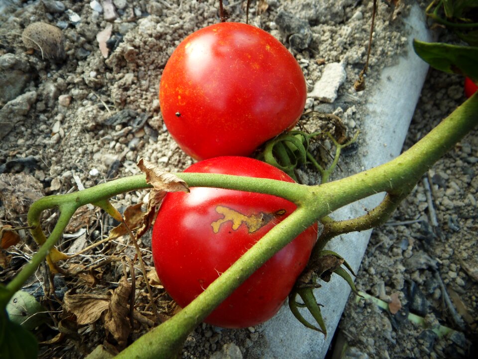 Vegetables fruit nature