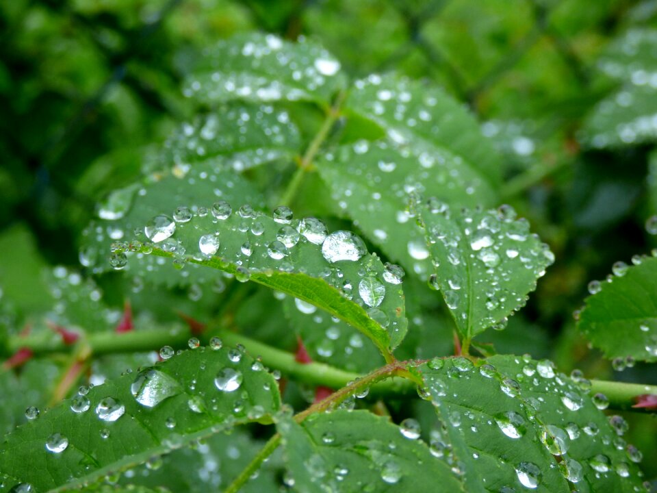 Leaves rain nature