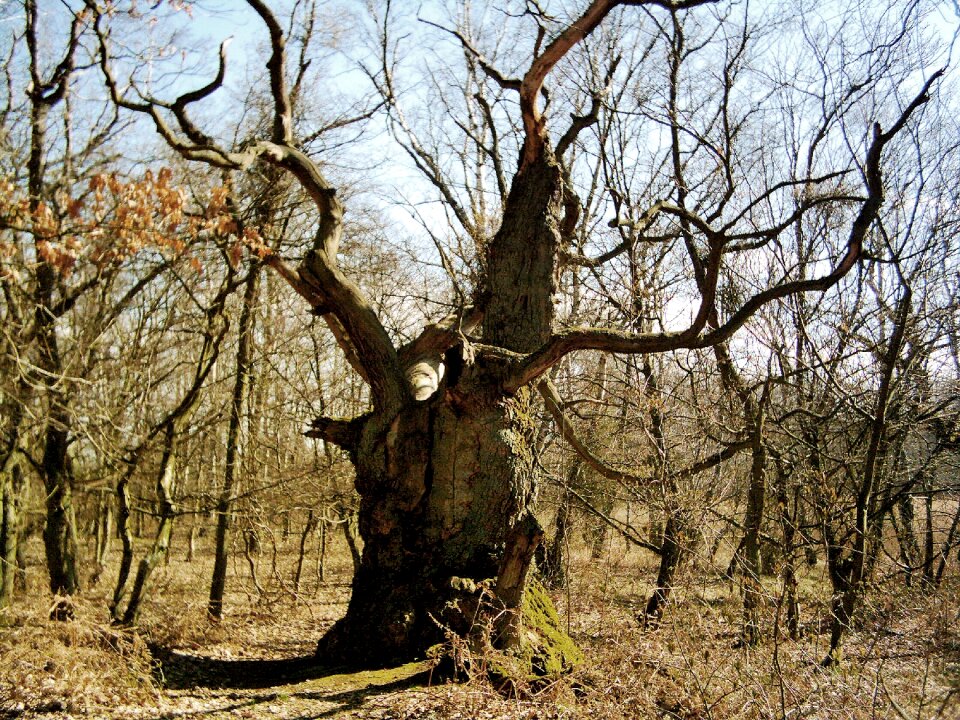 Lauterbach island vilm nature reserve