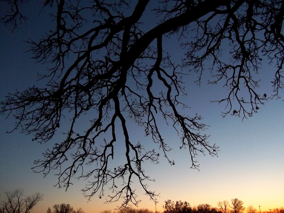 Silhouette autumn leafless