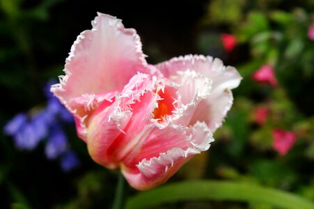 Tulip pink tender