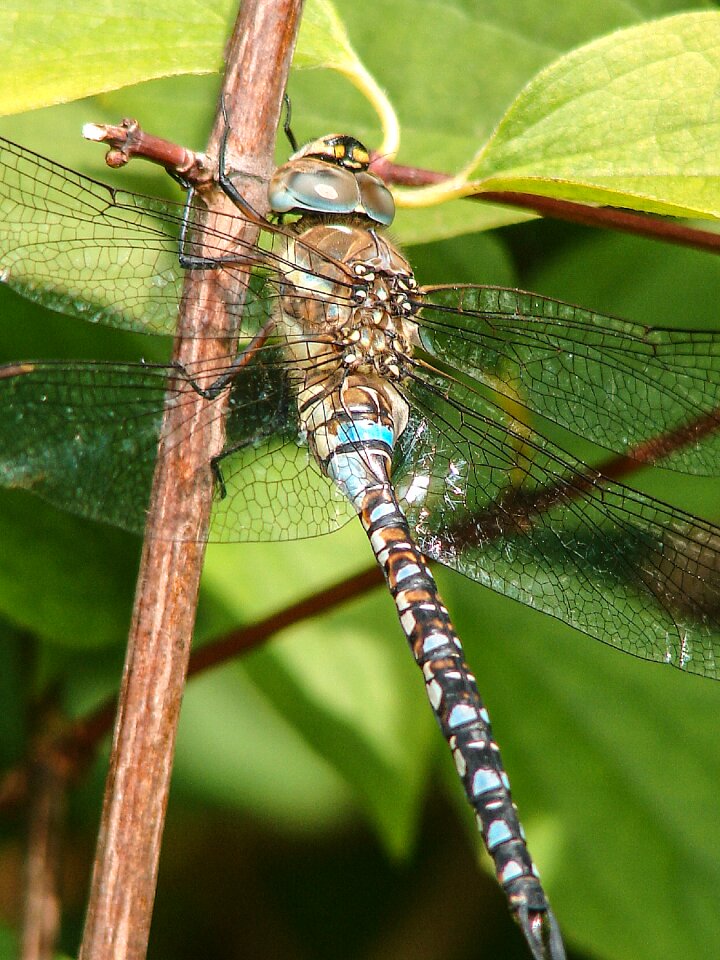 Blue eyes flight insect