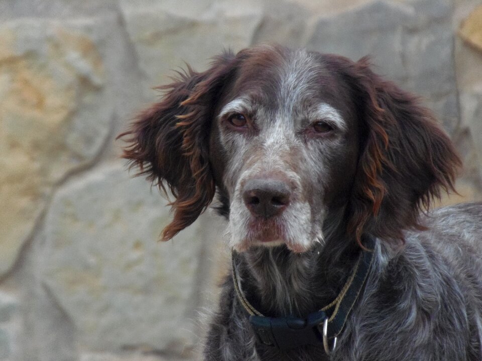 Loyalty beauty brown