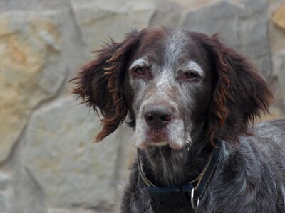 Loyalty beauty brown