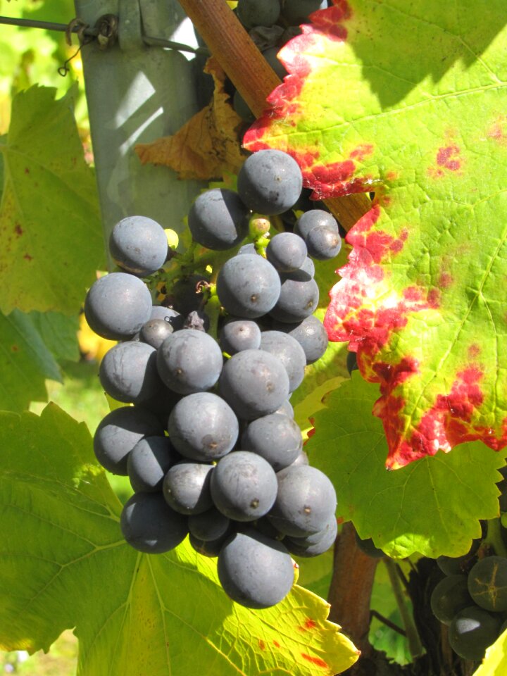Fruit cultivation vine