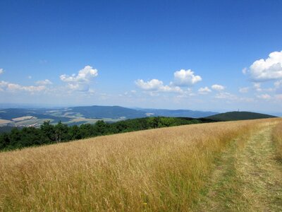 Nature summer meadow photo