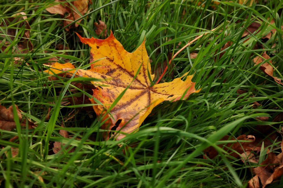 Maple leaf yellow red photo