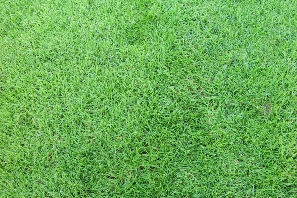 Garden wallpaper grass