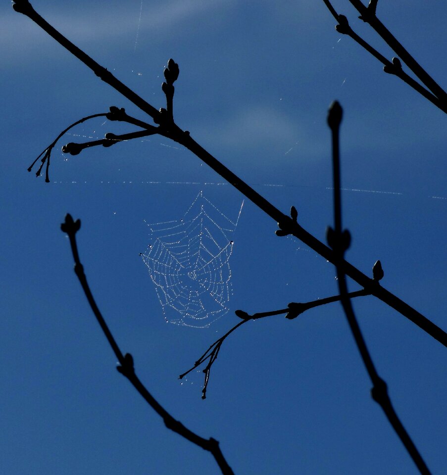 Spider web dew blue sky