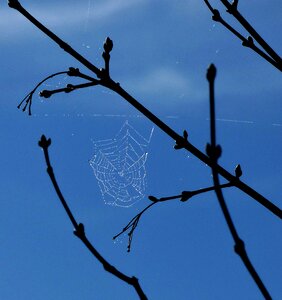 Spider web dew blue sky