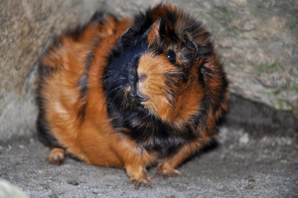 Rodent rosette brindle
