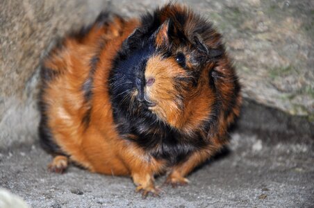 Rodent rosette brindle