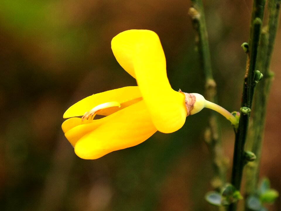 Bloom yellow shining