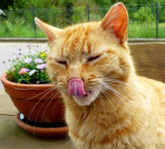 Cats pet licking
