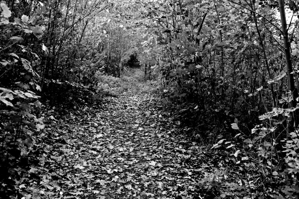 Forest path hiking mood