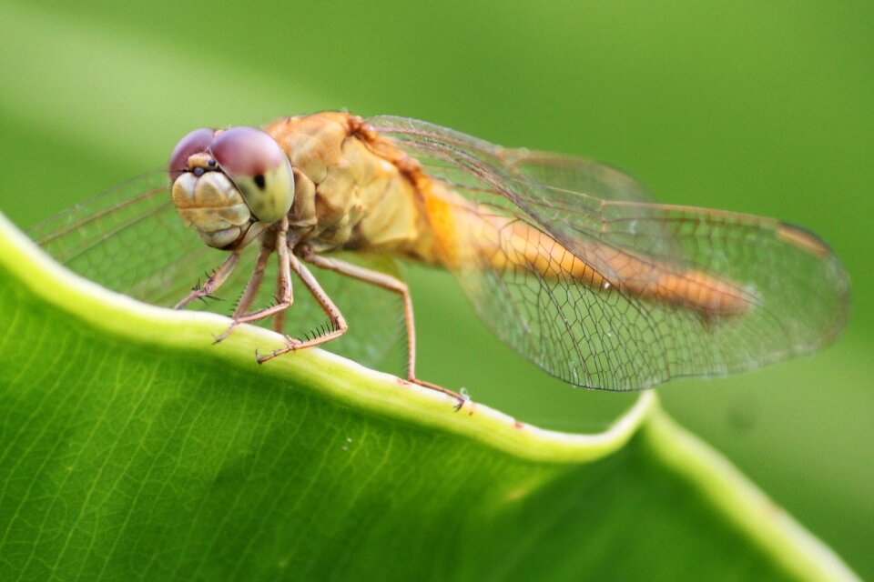Green natural wing