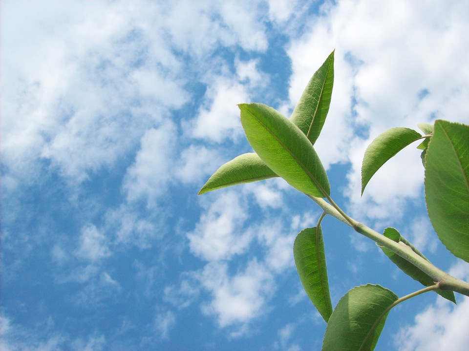 Cloud cloudy green