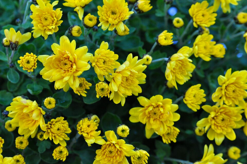 Yellow macro plant